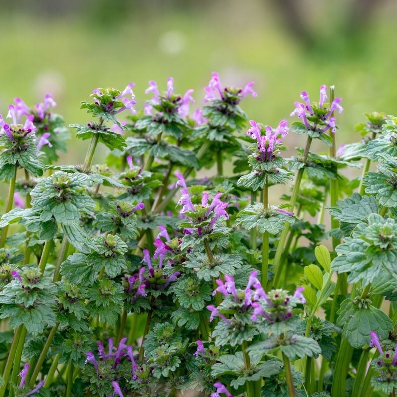 Henbit Moves Into Thin Lawns And Produces Soft Early Growth