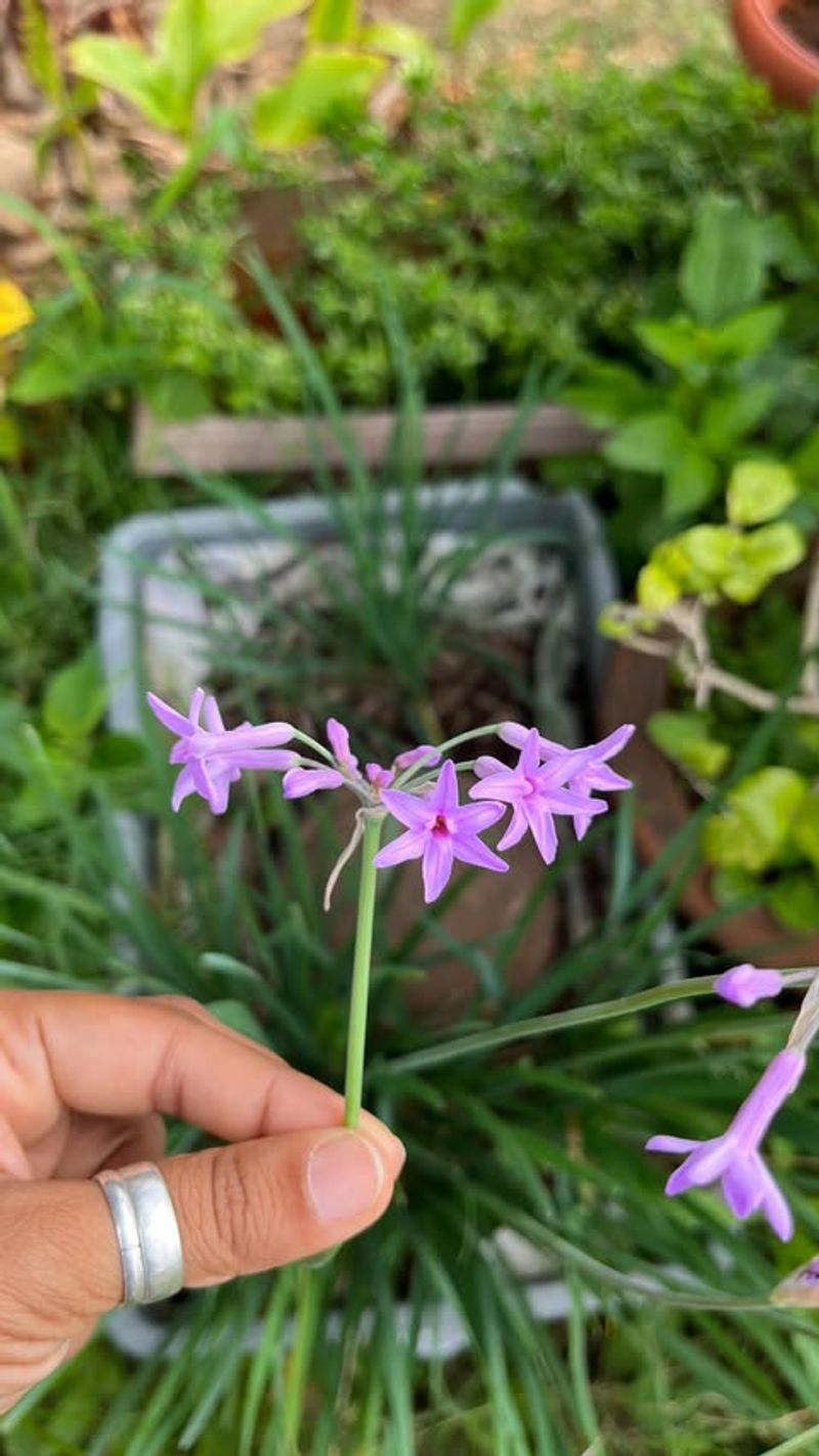Society Garlic Pops With Lavender Blooms In Georgia Landscapes