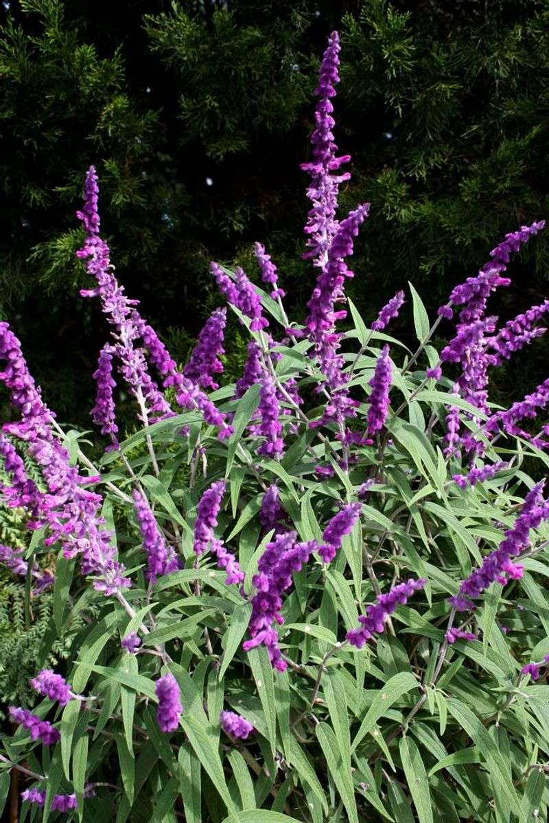 Mexican Bush Sage Brings Velvety Purple Blooms In Fall
