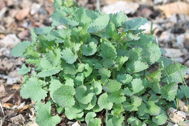 Garlic Mustard Eliminates Forest Wildflowers