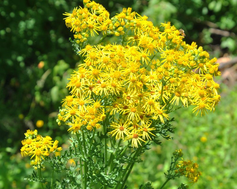 Tansy Ragwort (Jacobaea vulgaris)