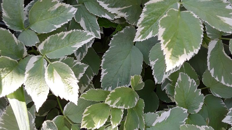 Bishops Weed Spreads Fast And Returns Every Year