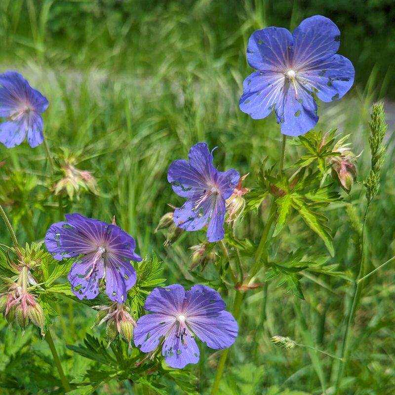Meadow Cranesbill