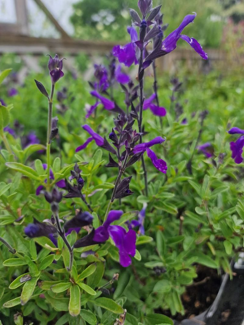 Salvia Greggii Brings Long-Lasting Purple Spikes Through Warm Months