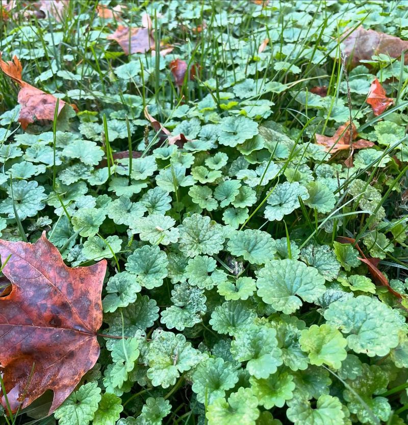 Creeping Charlie (Glechoma Hederacea)
