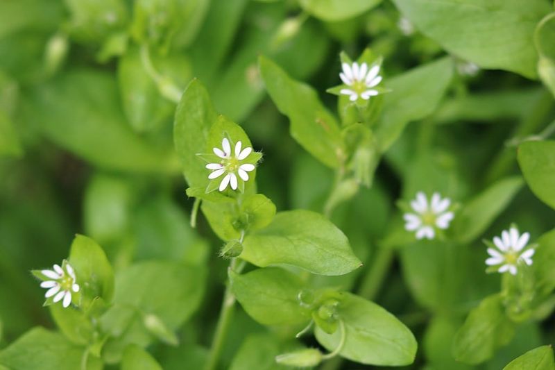 Chickweed