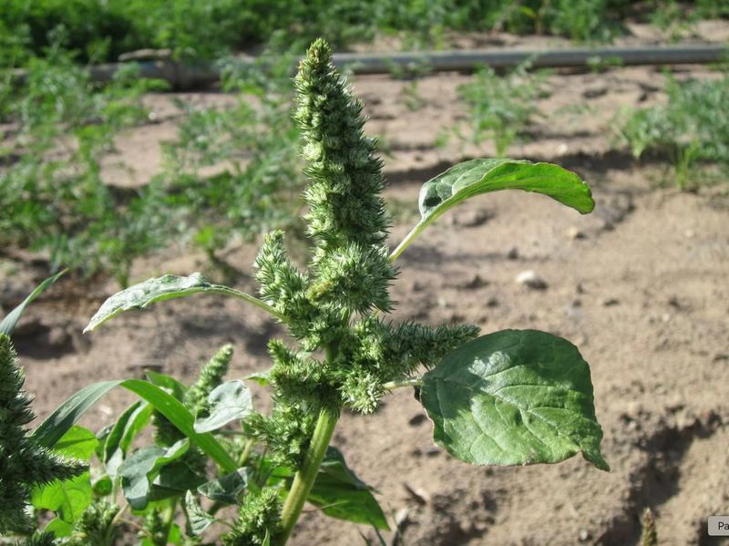 Pigweed (Amaranthus Spp.)