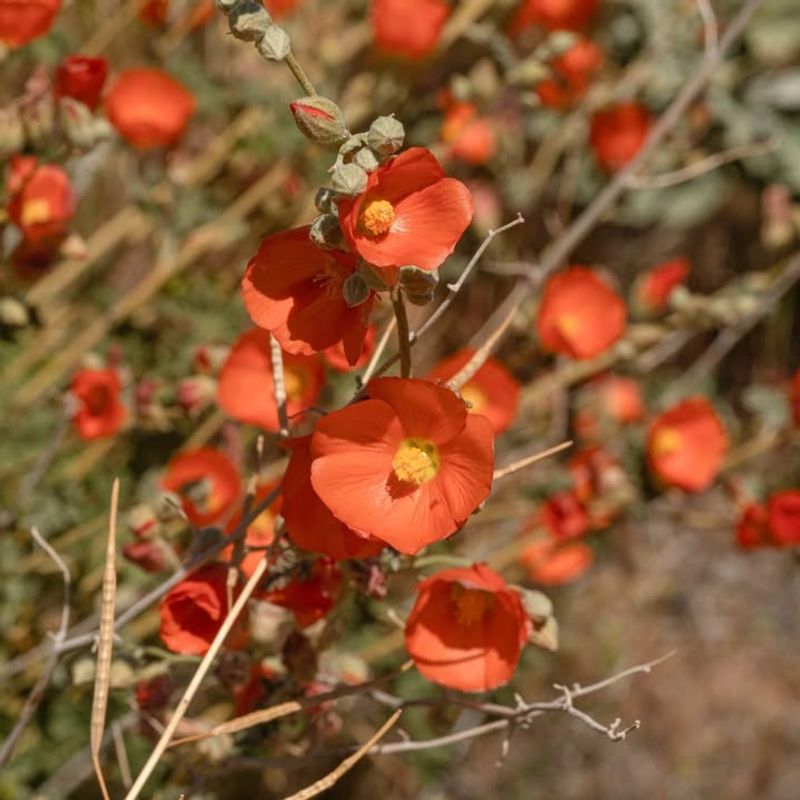 Early Shoots Appear On Globe Mallow With Little Warning
