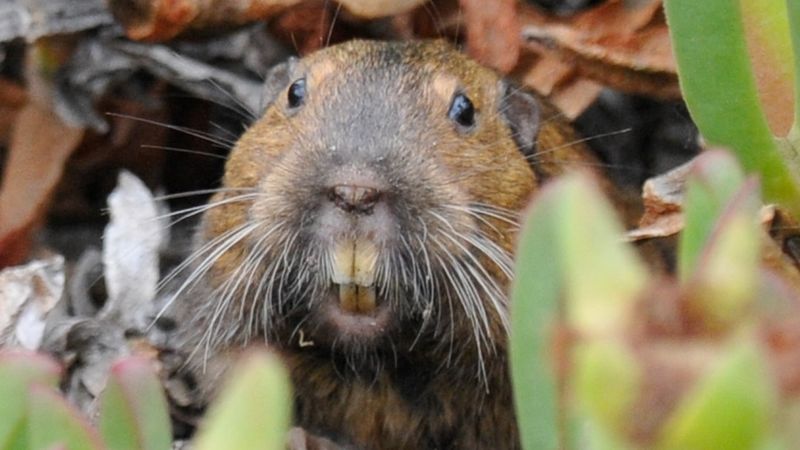 Nearby Habitats That Constantly Feed New Arrivals