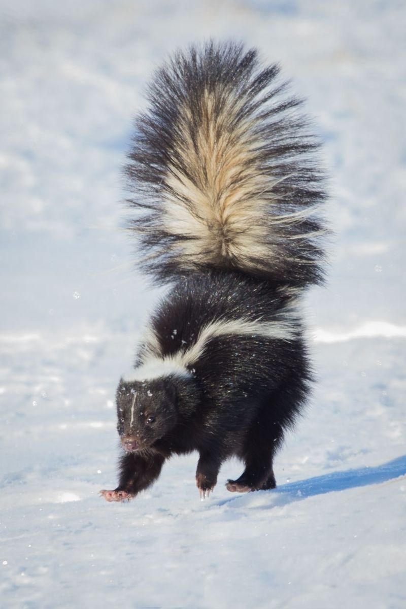 Skunks Help Control Grubs But May Dig In Lawns