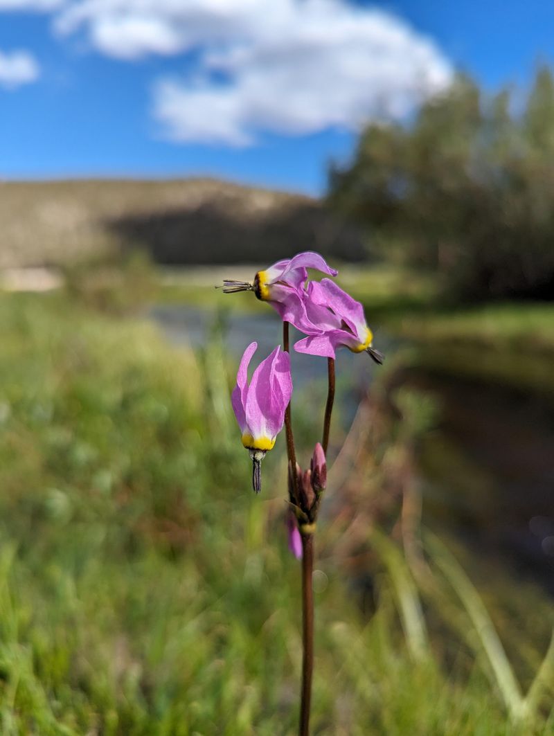 Temperature Triggers Bloom Cycles
