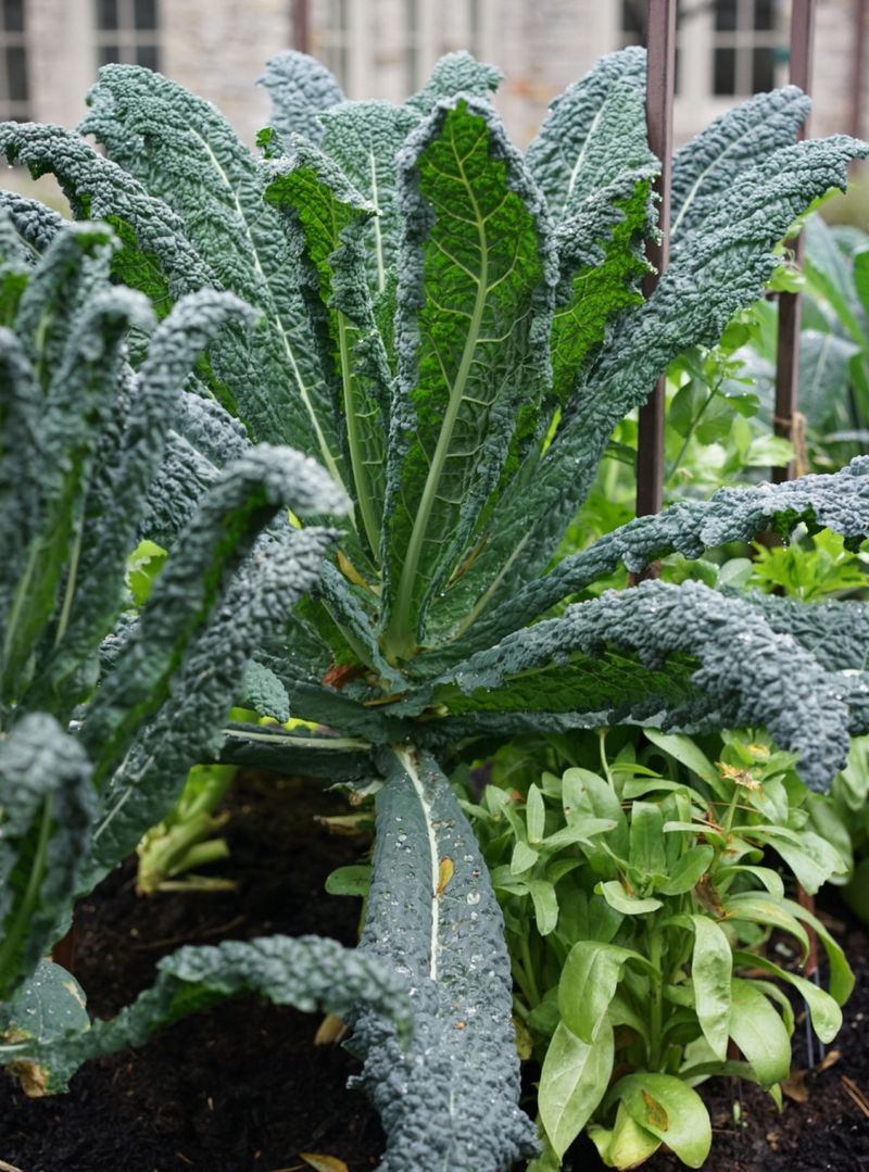 Kale All Regions Cold Hardy March Crop