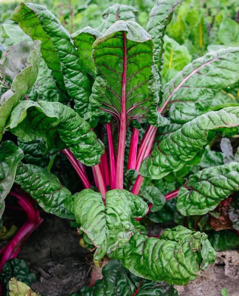 Swiss Chard Adds Vibrant Color To Winter Beds