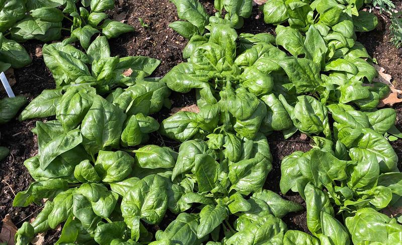 Spinach Thrives In Cold Early Spring Conditions