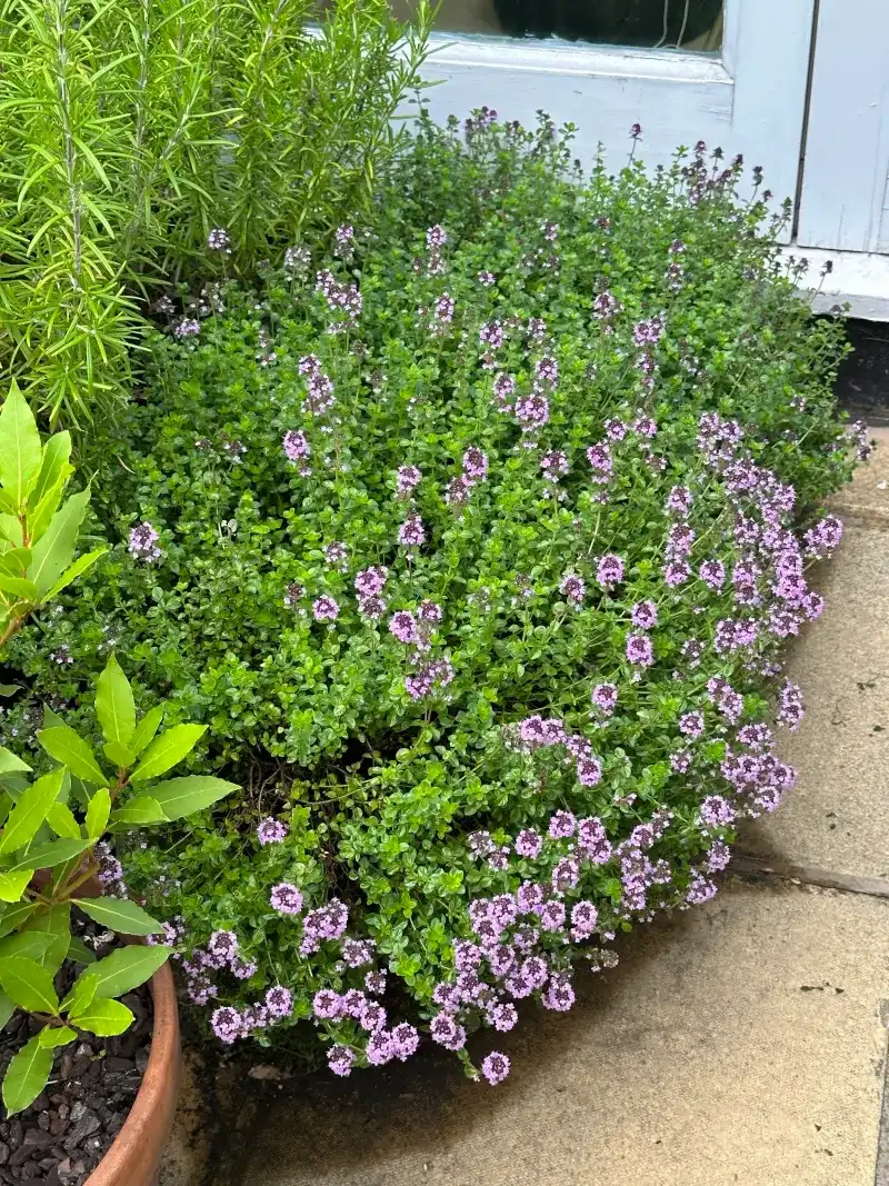 Thyme Makes A Low Growing Companion Plant
