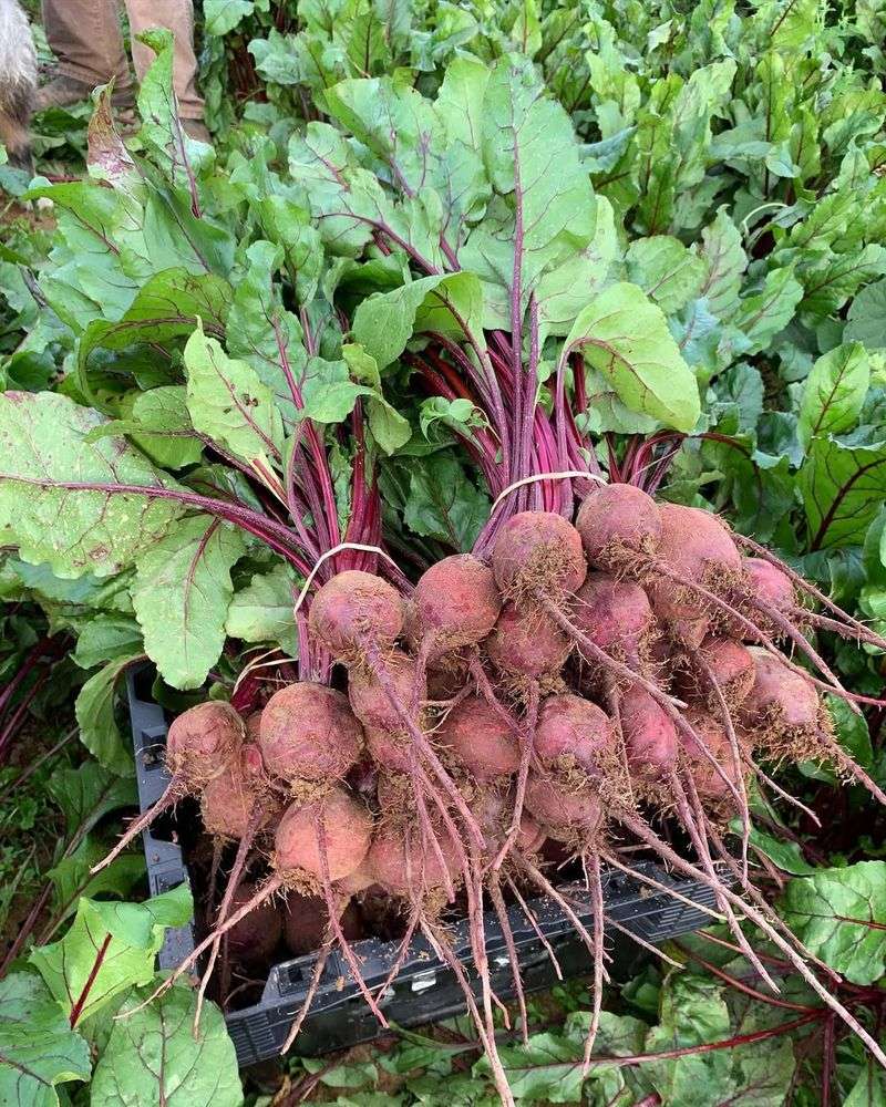 Beets Bring Bold Color And Steady Early Growth