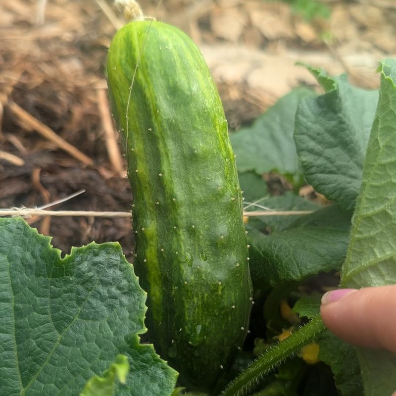 Cucumbers That Climb And Fill Your Harvest Basket