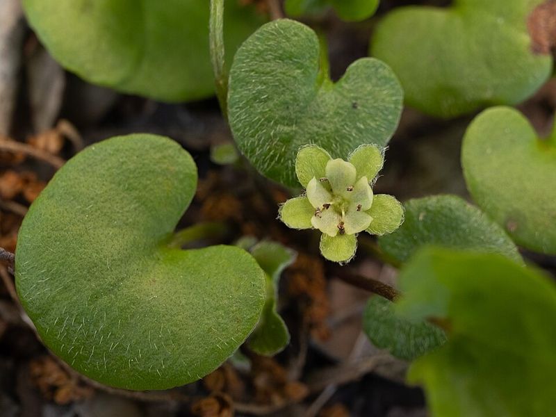 Silver Ponyfoot (Dichondra carolinensis)