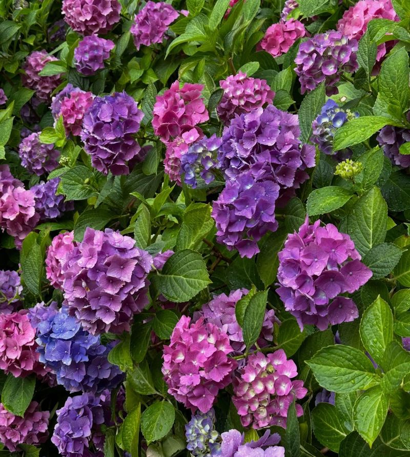Why Some Hydrangeas Stay Pink