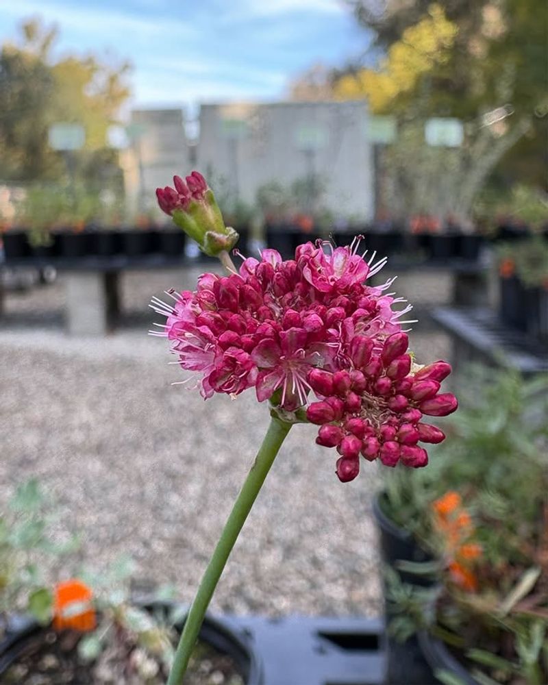 Microclimates Sped Things Up