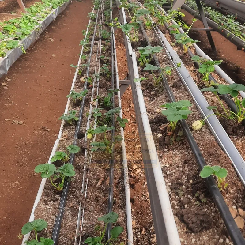 Steady Moisture Keeps Fruit Plump And Sweet