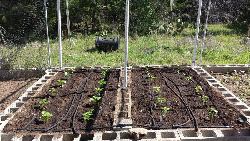 Consistent Watering Matters More Than Daily Watering