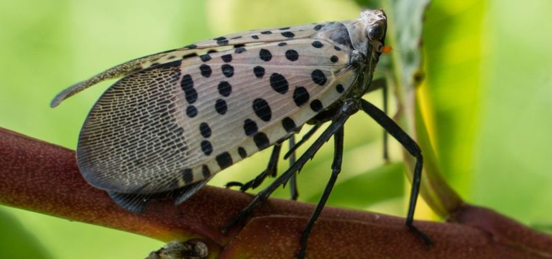 Legal Reporting Requirements Help Track This Pest