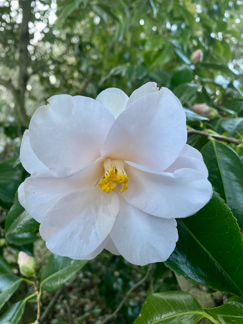 Spring Bulbs Steal The Show