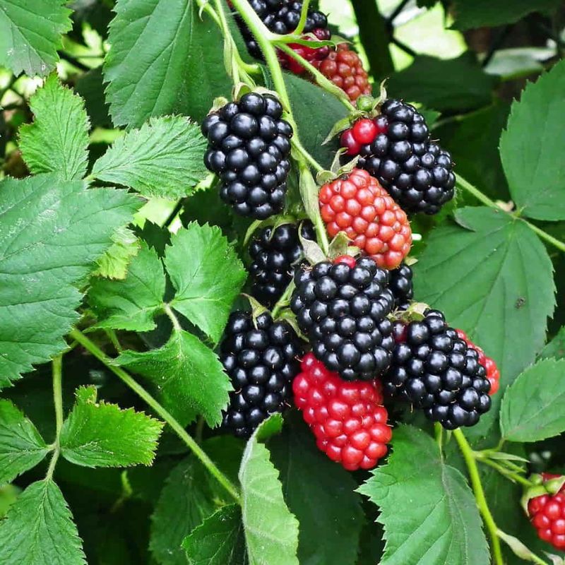 Blackberries Deliver Big Yields Each Season