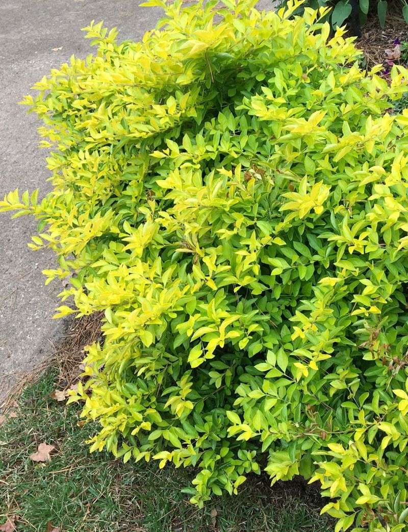 Gold Mound® Duranta Brightens Florida Landscapes With Bold Foliage
