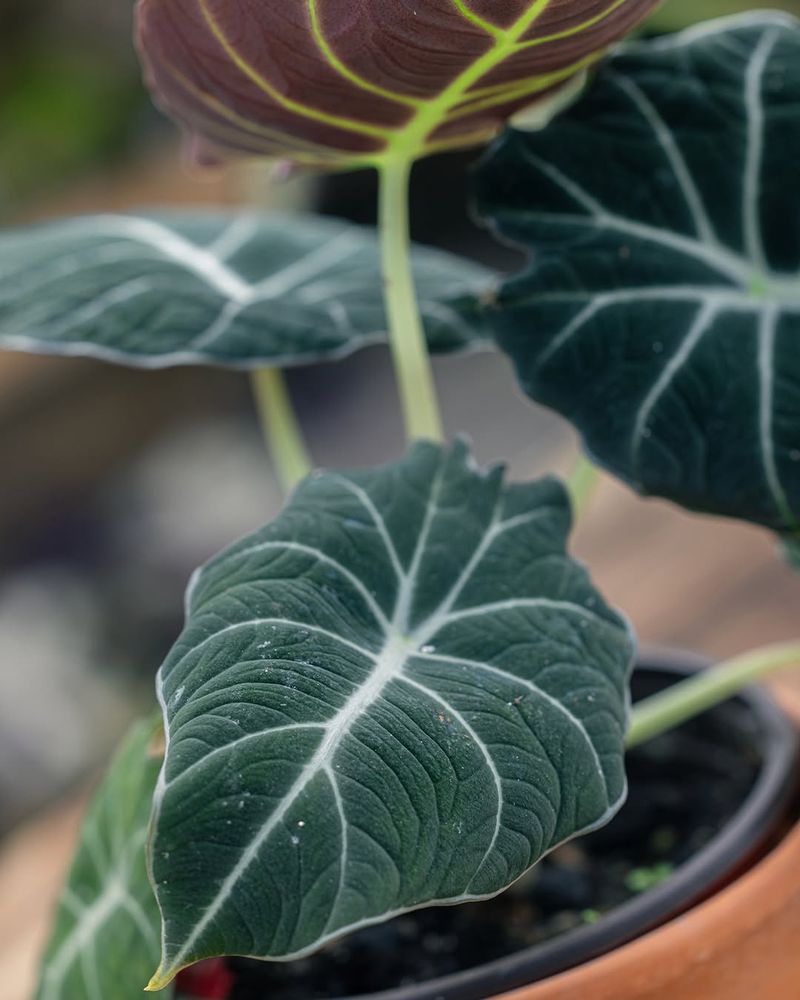 Black Velvet Alocasia