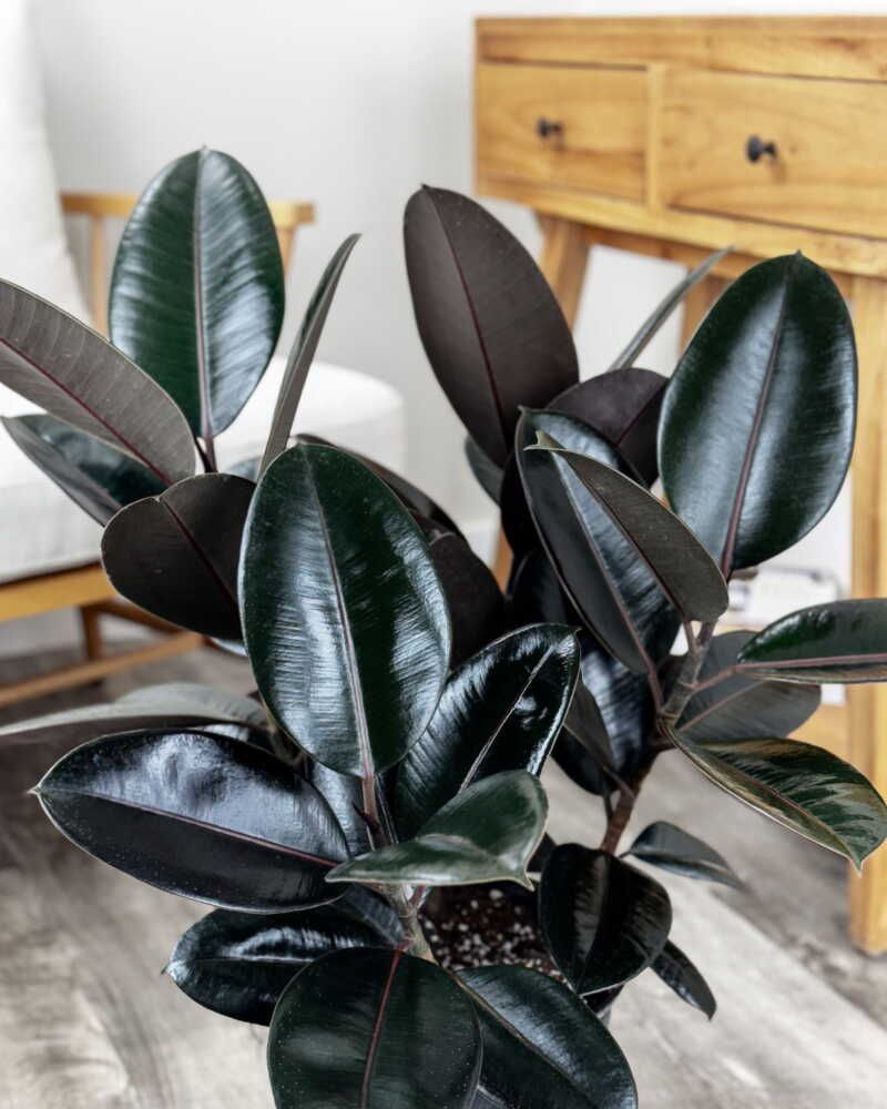 Burgundy Rubber Plant