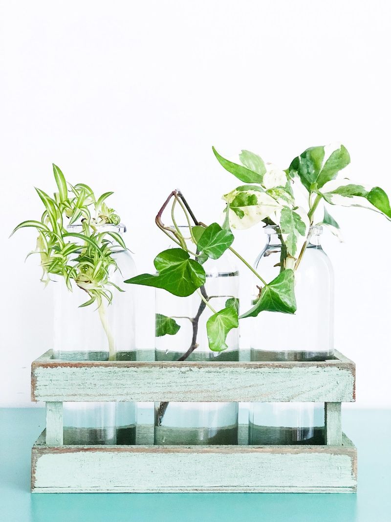 Share And Exchange Cuttings With Other Gardeners