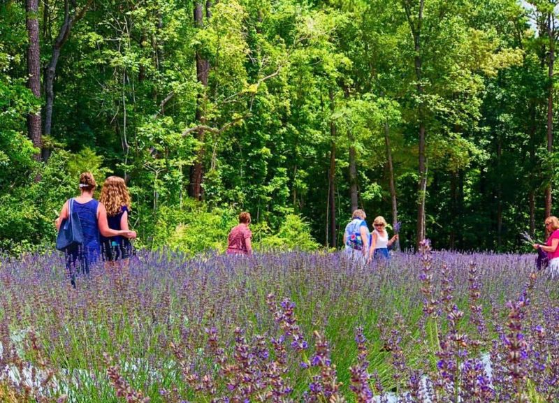 Situated In North Carolina's Piedmont Climate