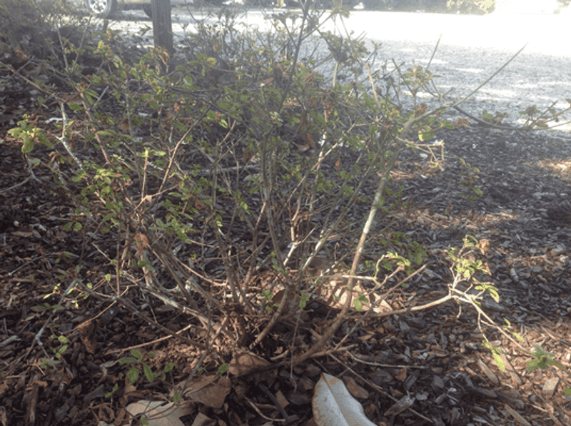 Hold Fertilizer Until After Bloom And Focus On Slow Steady Recovery