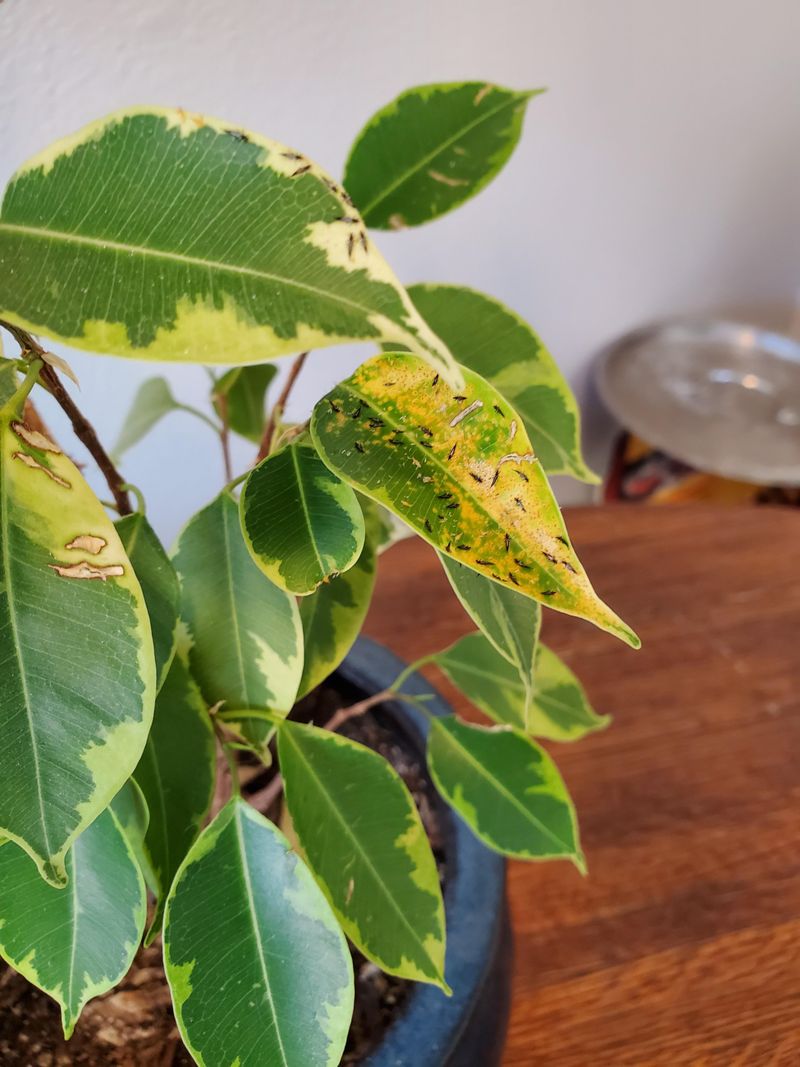 Pest Infestations Weaken The Plant