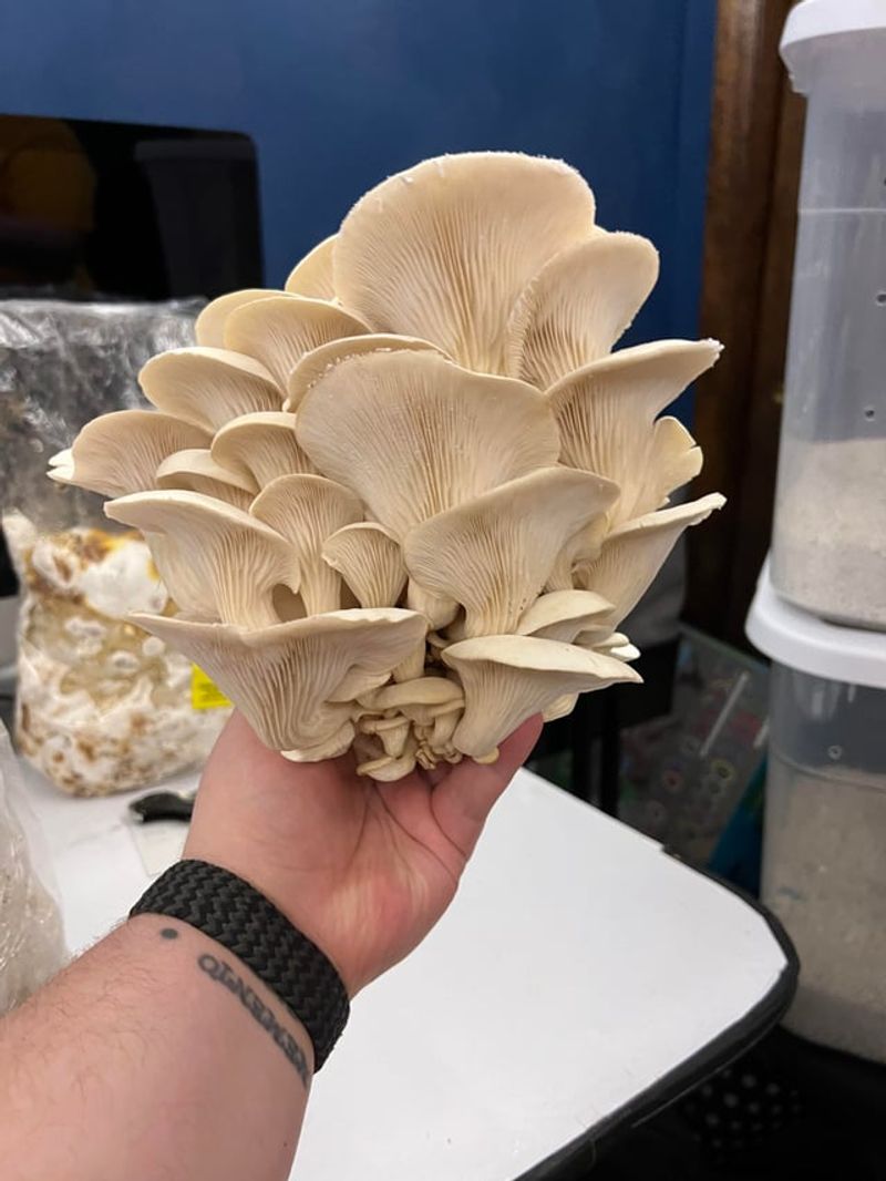 Harvesting And Encouraging Additional Flushes