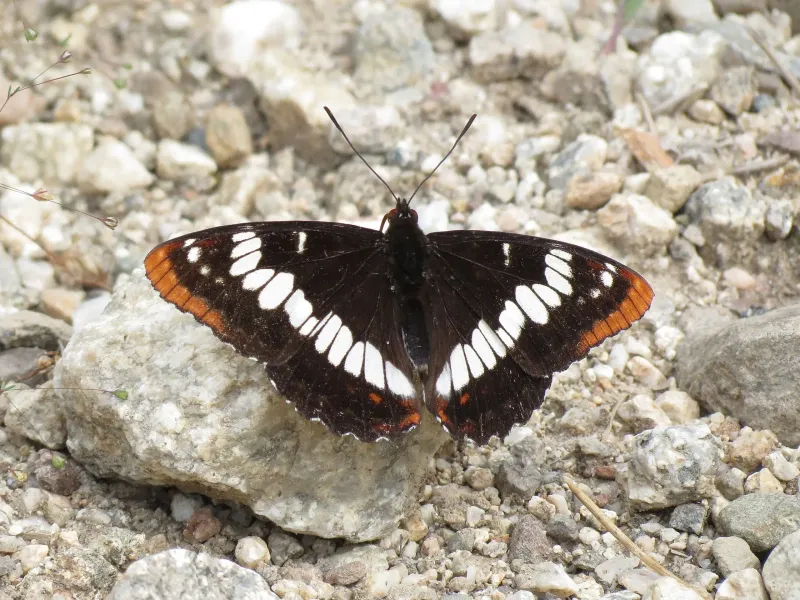 Lorquin's Admiral (Limenitis lorquini)