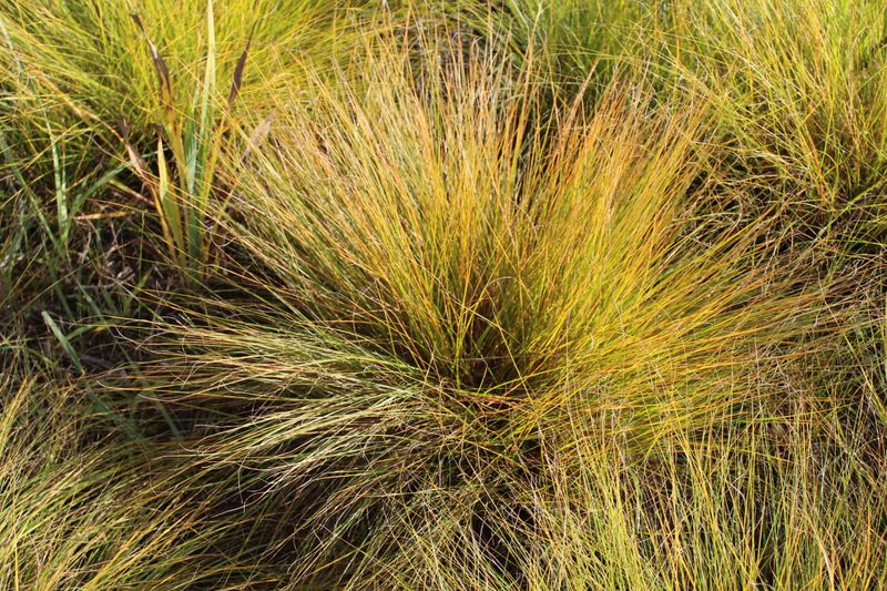 'Golden Needles' Prairie Dropseed (Sporobolus Heterolepis)