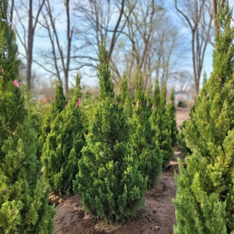 Dwarf Linden Delivers Substantial Shade In Compact Form