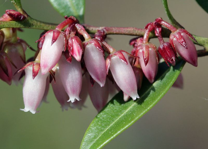 Fetterbush (Lyonia lucida)