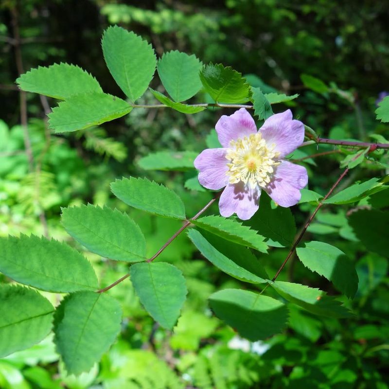 Baldhip Rose (Rosa gymnocarpa)