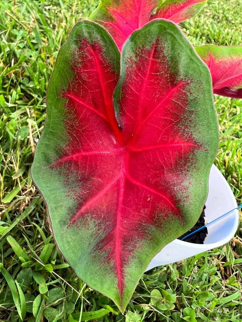 Frieda Hemple A Traditional Large Red Center Caladium