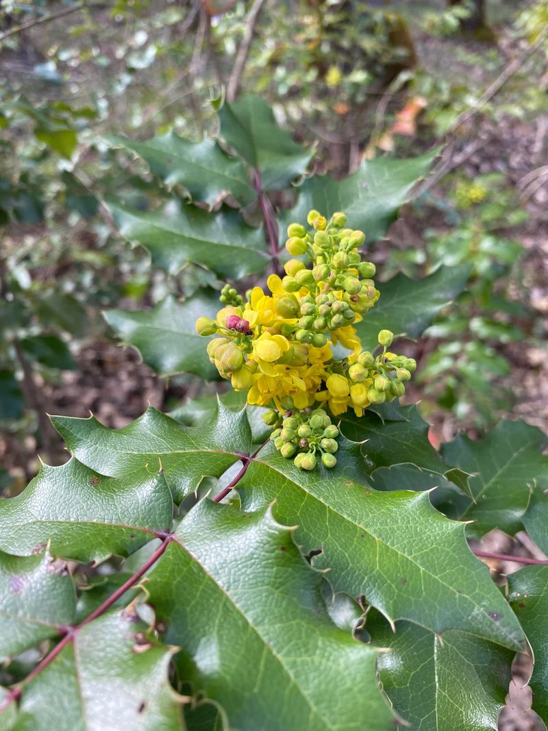 Oregon Grape