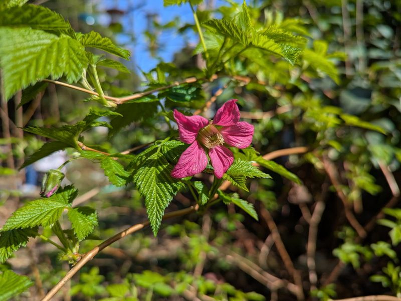 Salmonberry