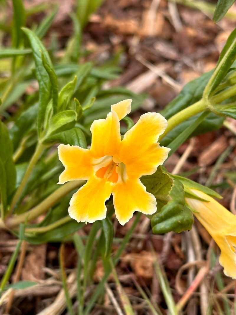 Sticky Monkey Flower (Diplacus aurantiacus)