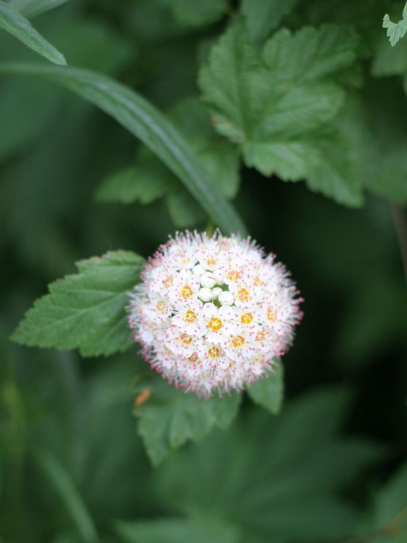 Pacific Ninebark (Physocarpus capitatus)