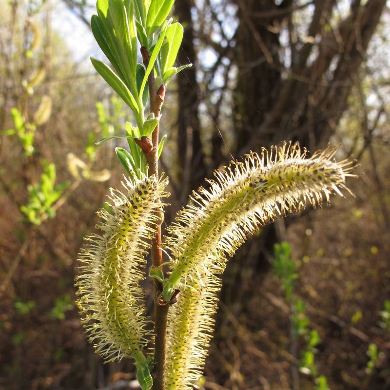 Sitka Willow (Salix sitchensis)