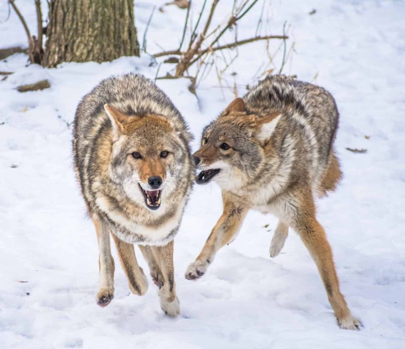 Coyotes Remain Active And Travel Widely Across Snowy Terrain
