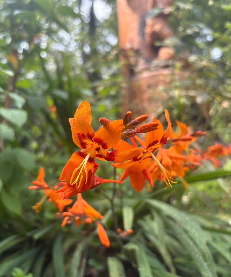 Crocosmia